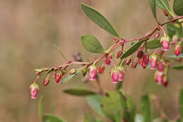 Lyonia lucida (Lam.) C. Koch resmi