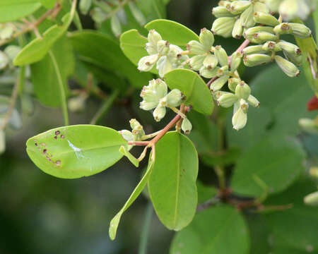 Image of White Mangroves