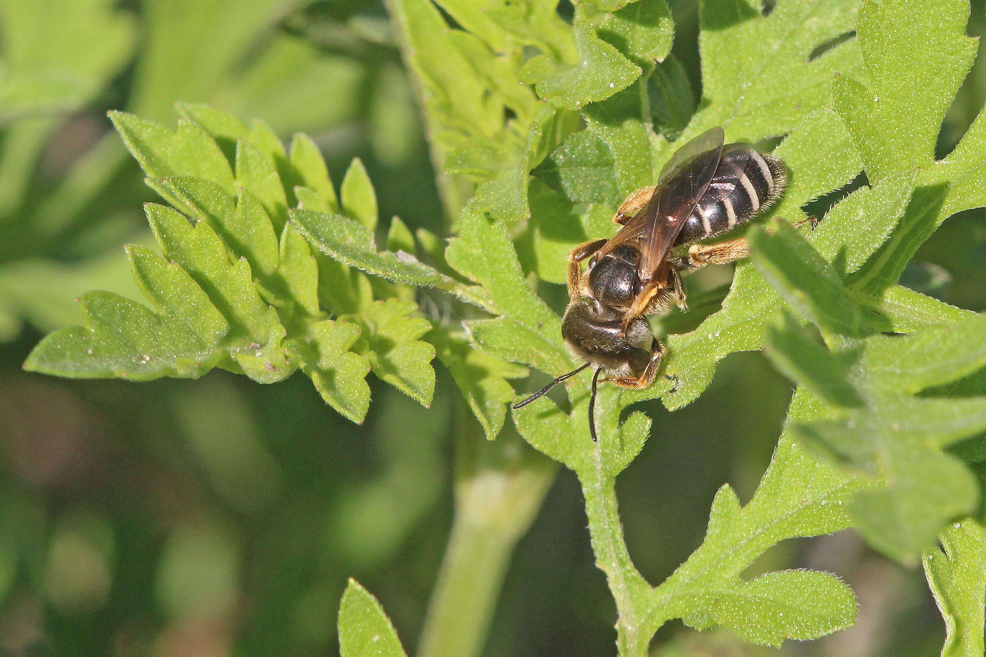 Image of Halictus poeyi Lepeletier 1841