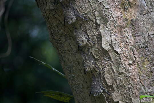 Image of proboscis bat