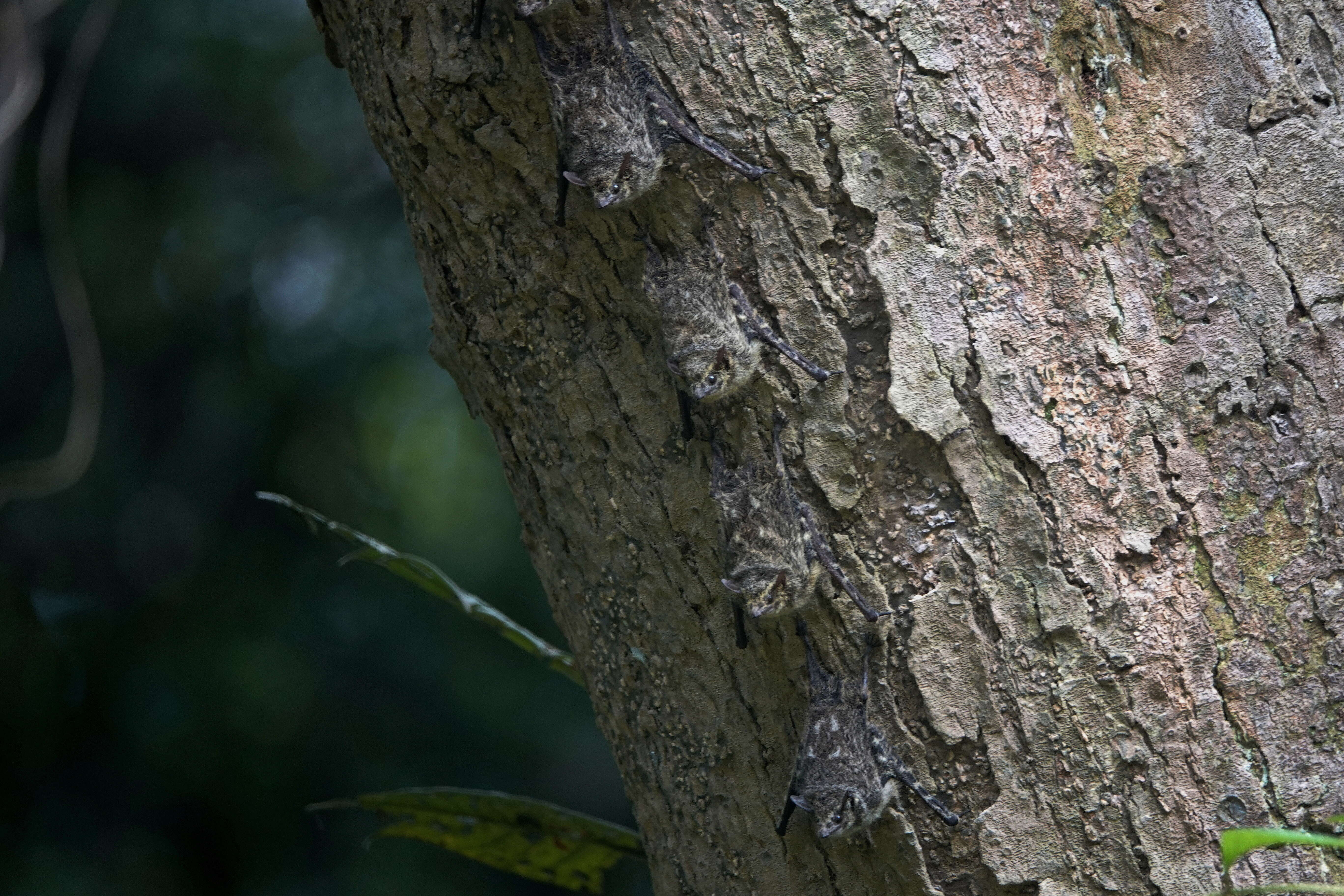 Image of proboscis bat