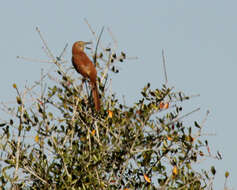 Image of Brown Thrasher