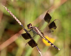 Слика од Erythrodiplax umbrata (Linnaeus 1758)