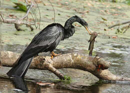 Image de Anhinga d'Amérique