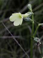 Imagem de Irlbachia breviflora (Benth.) Struwe