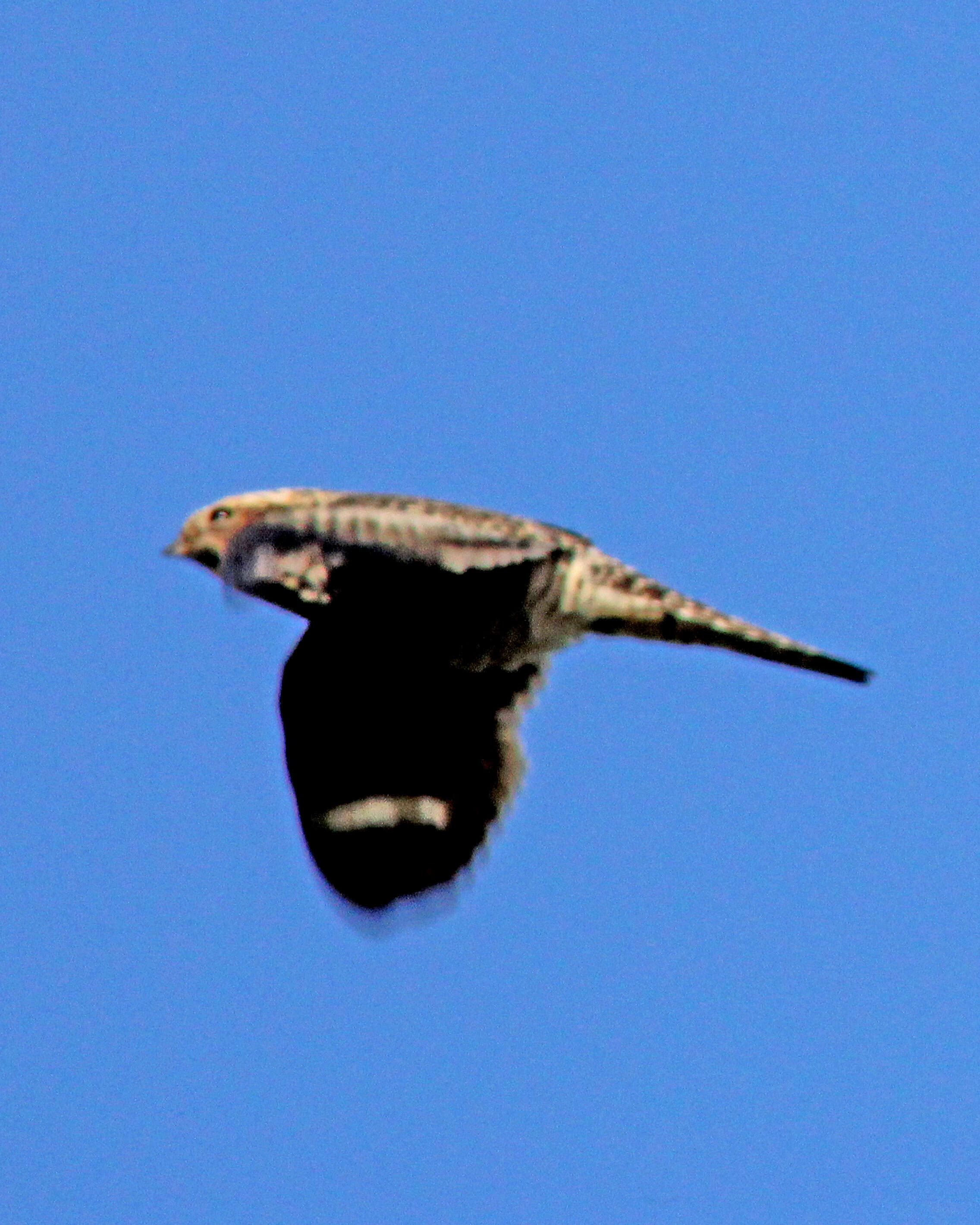 Image of Common Nighthawk