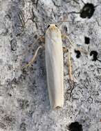 Image of scarce footman