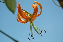 Image of Henry's lily