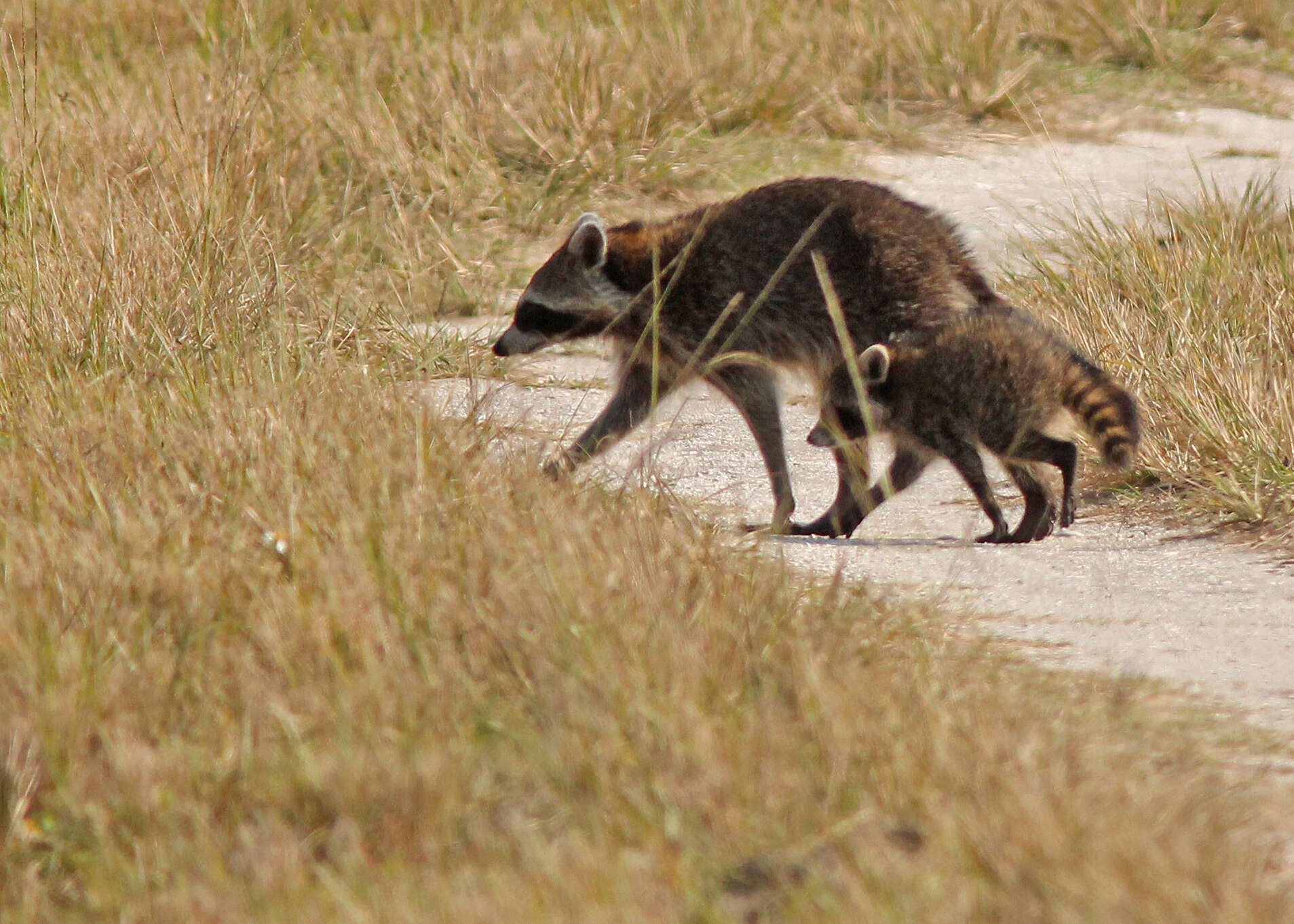 Image of raccoons