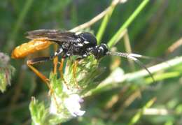 Image de Amblyjoppa fuscipennis (Wesmael 1845)