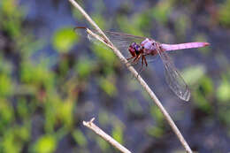 Image of Roseate Skimmer