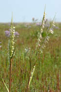 Image of common cordgrass