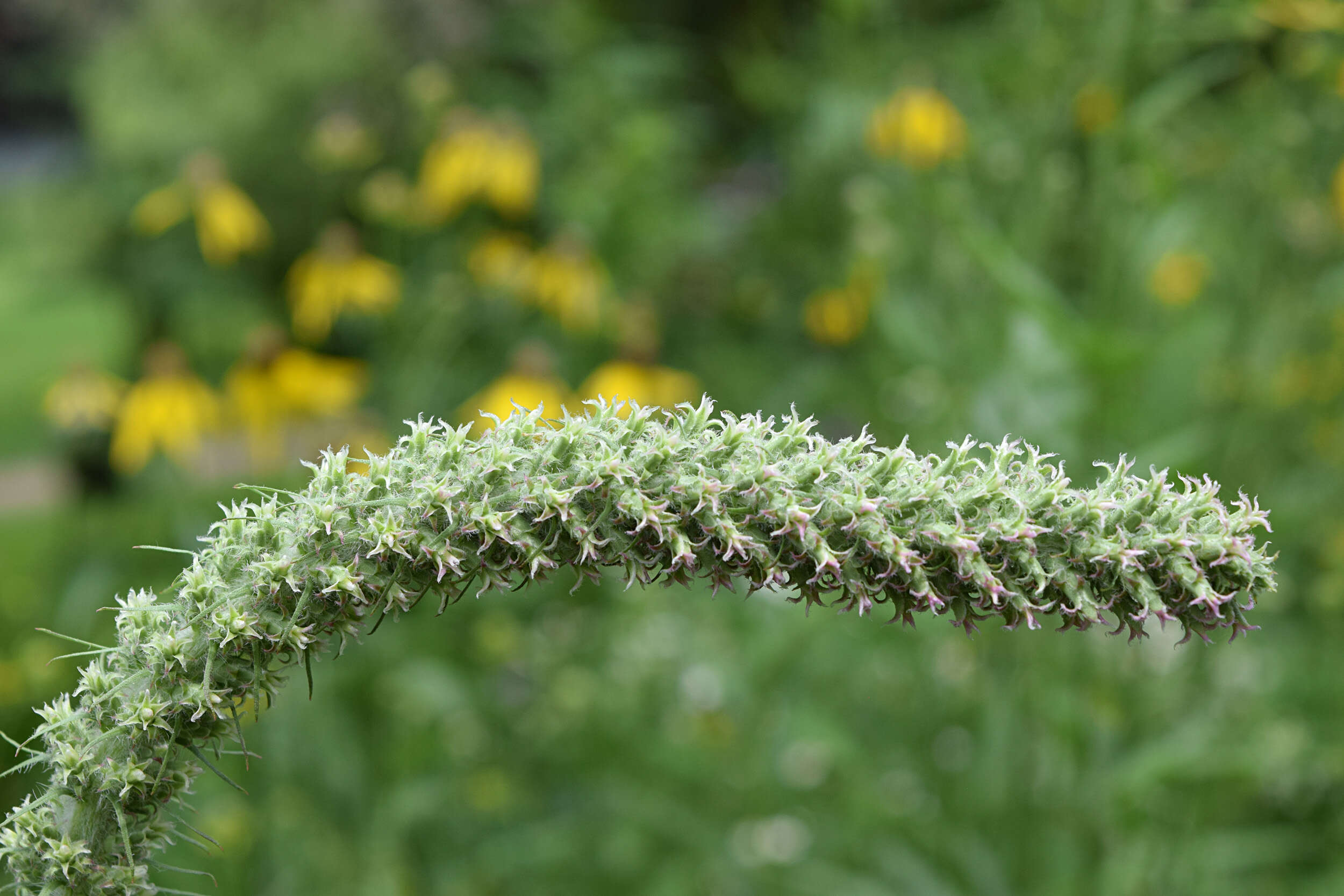 Слика од Liatris pycnostachya Michx.