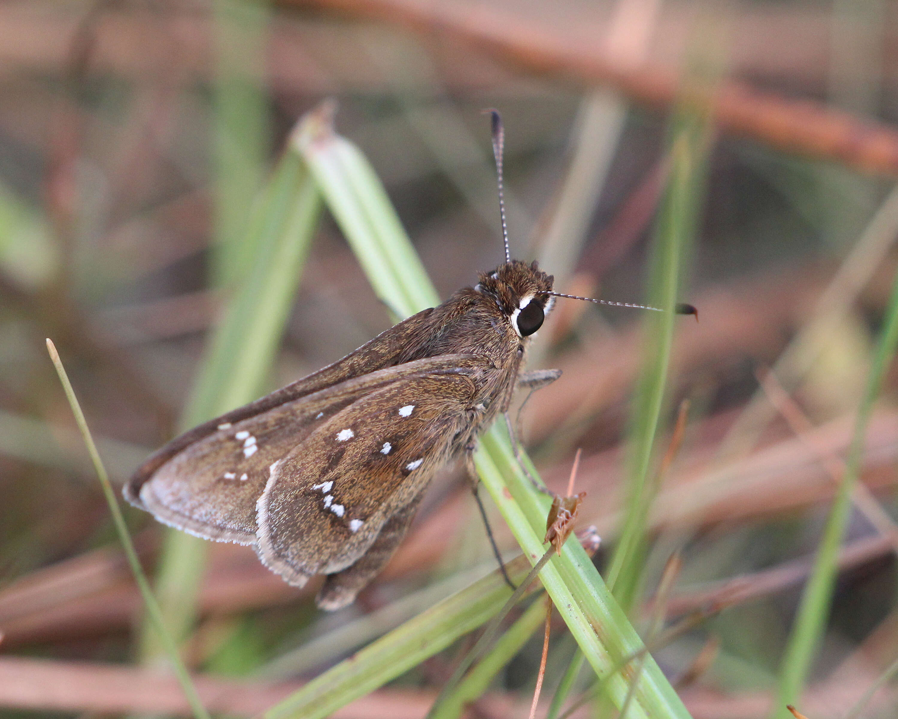 Image of Loammi Skipper