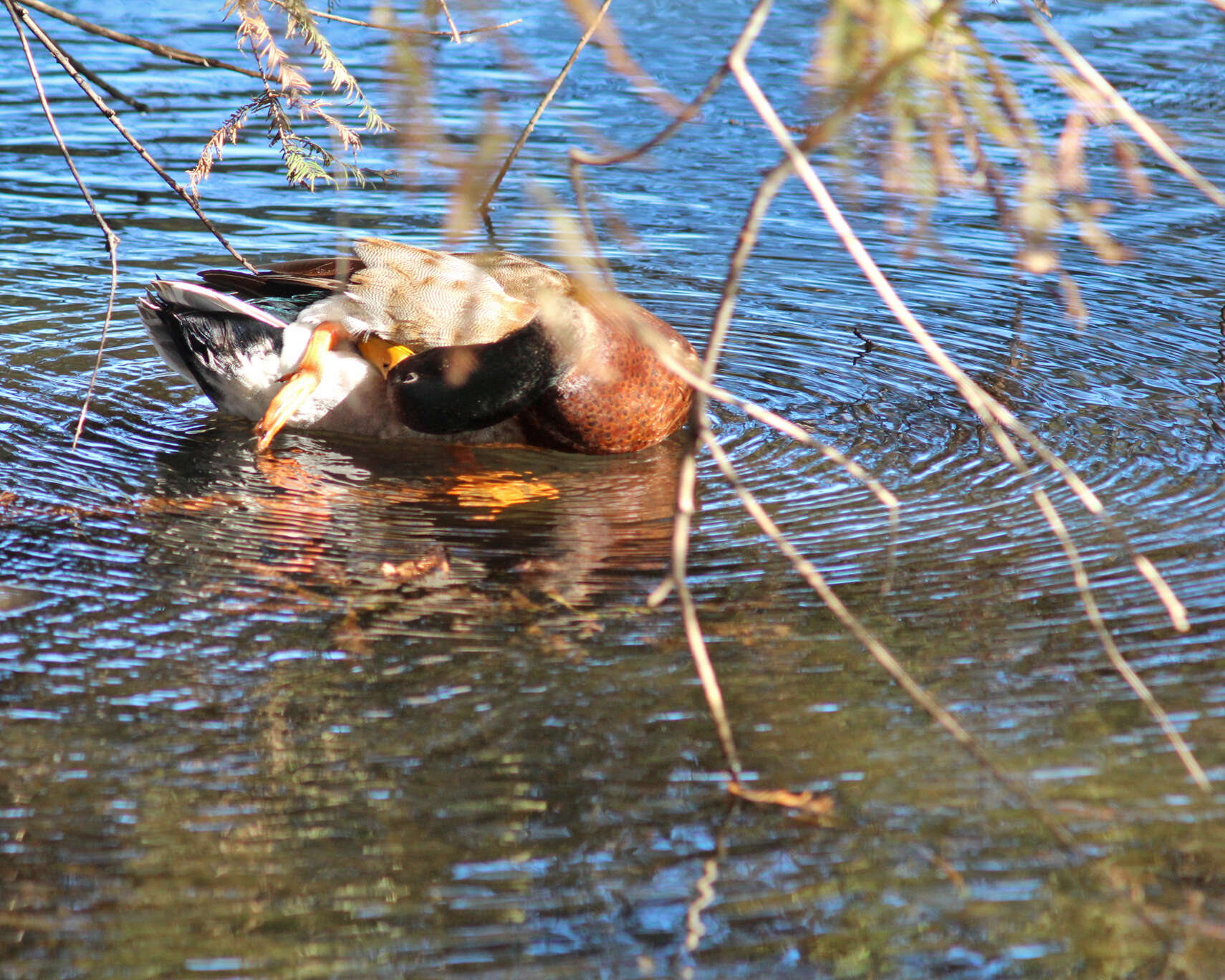 Image of Common Mallard