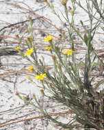 Image de Pityopsis graminifolia (Michx.) Nutt.