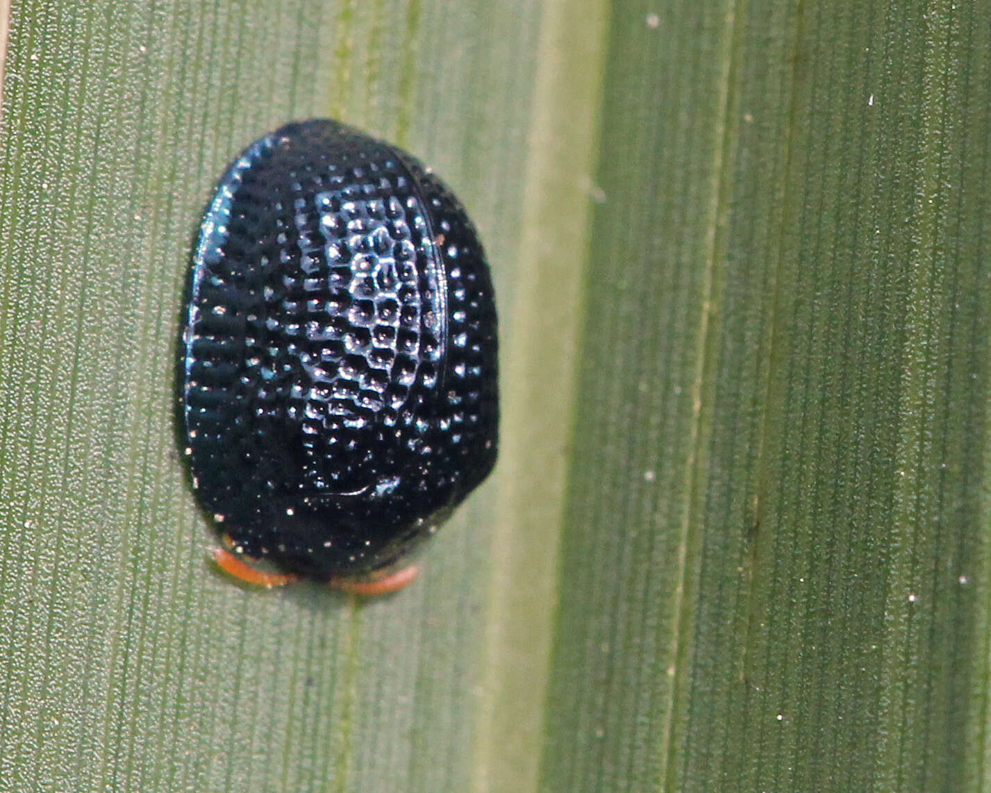 Image of Palmetto Tortoise Beetle