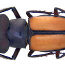 Lucanus parryi laetus Arrow 1943的圖片