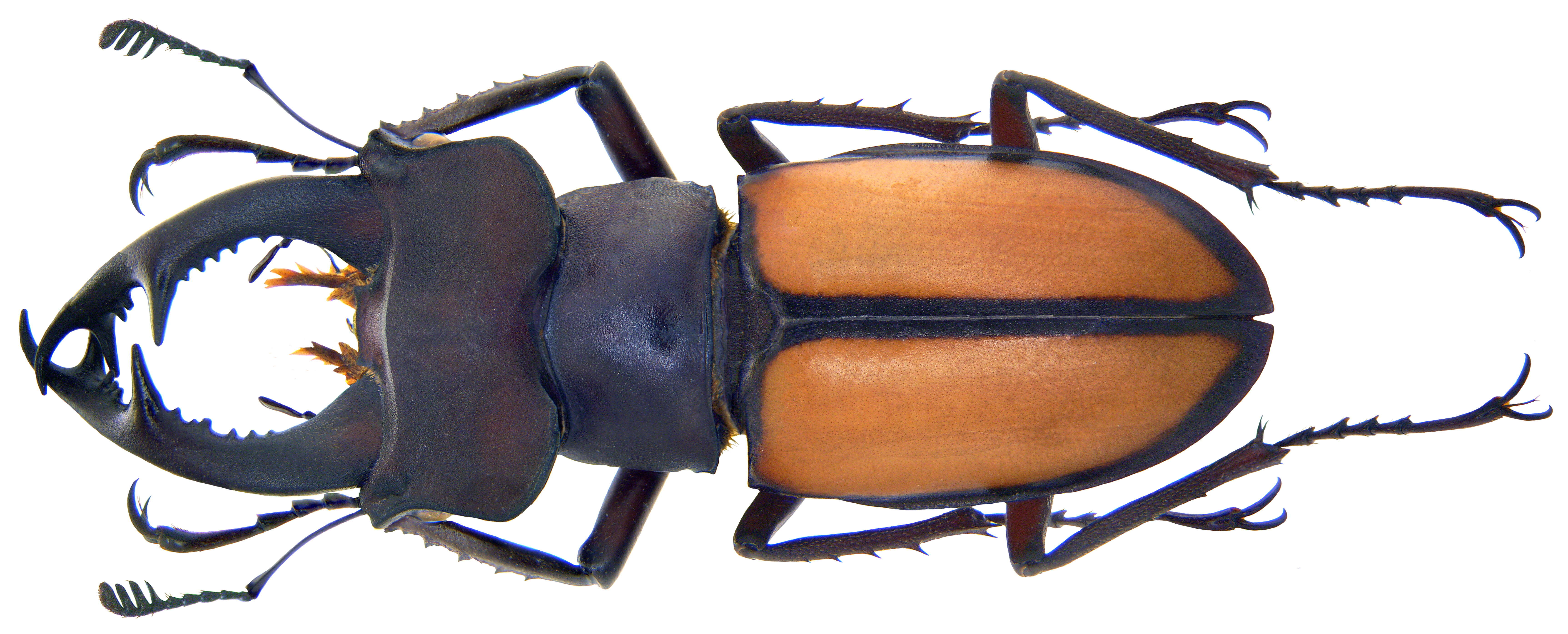 Lucanus parryi laetus Arrow 1943的圖片