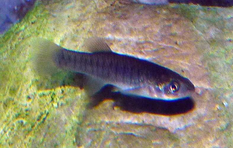 Image of Mummichog