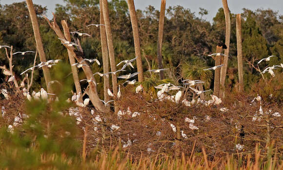 Image of Snowy Egret