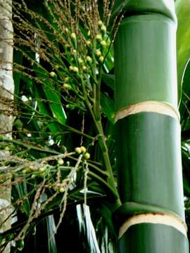 Image of betel palm