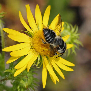 Image of scrubland goldenaster