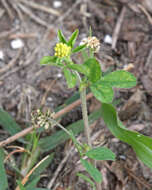 Image of black medick