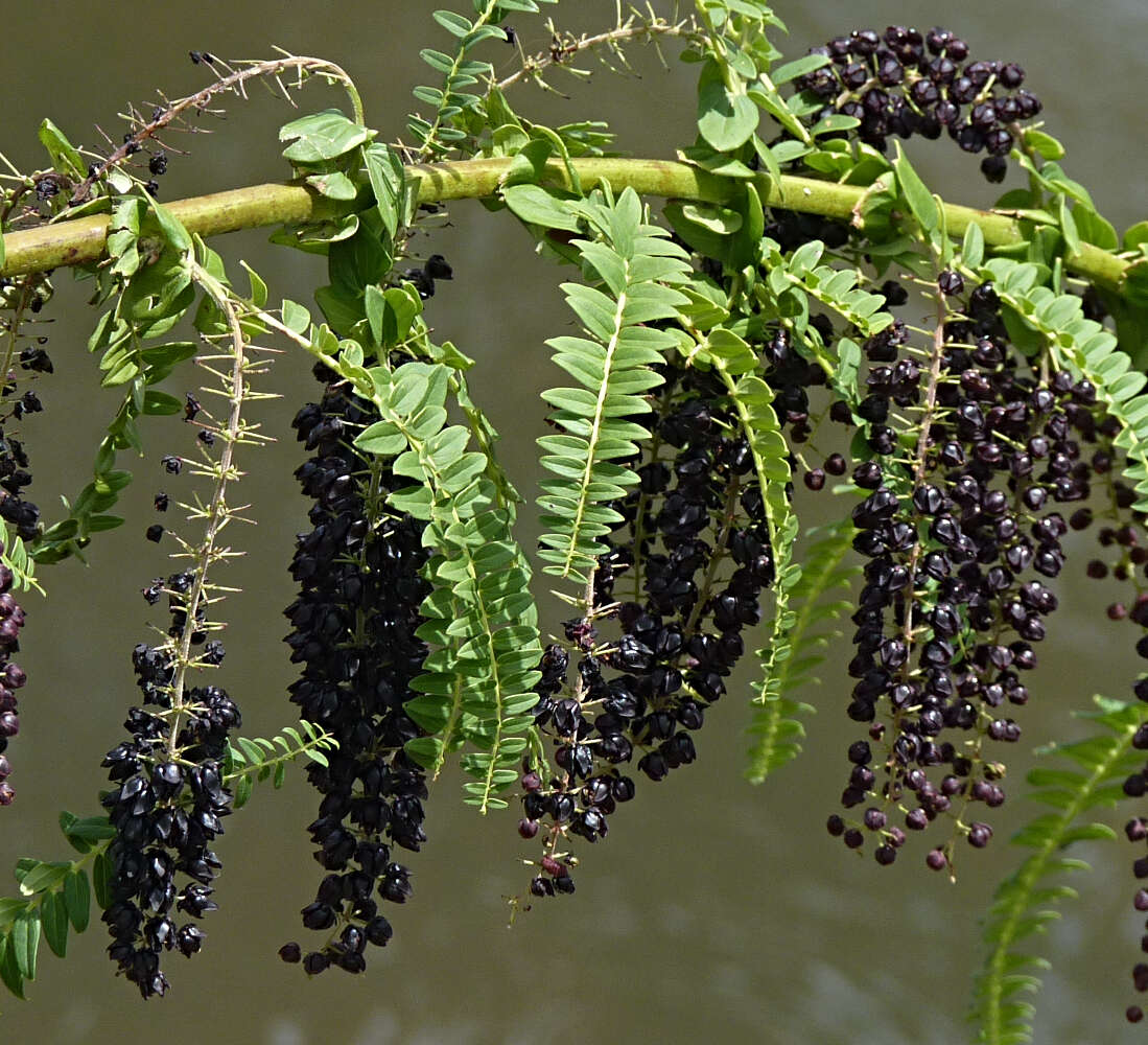 Image of Coriaria ruscifolia L.