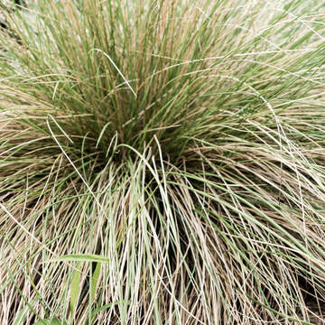 Image of pine muhly