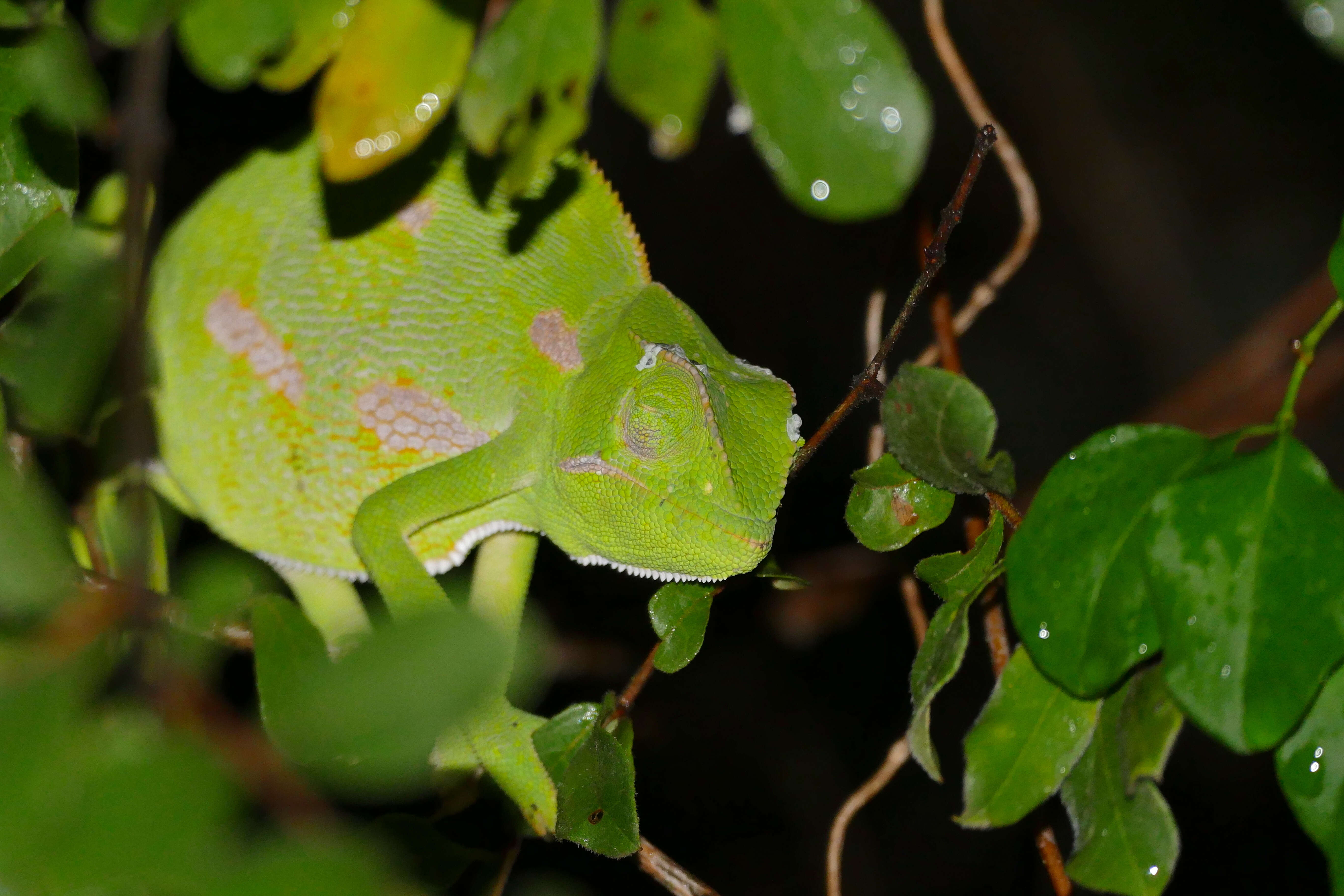 Image of Common African Flap-necked Chameleon