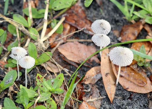 Image of basidiomycete fungi