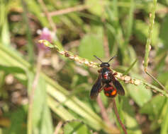 Sivun Scolia nobilitata (Fabricius 1805) kuva