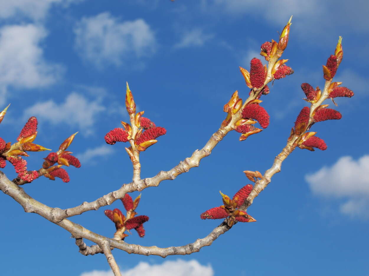 Image of Black Poplar