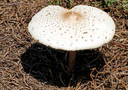 Chlorophyllum molybdites (G. Mey.) Massee ex P. Syd. 1900 resmi