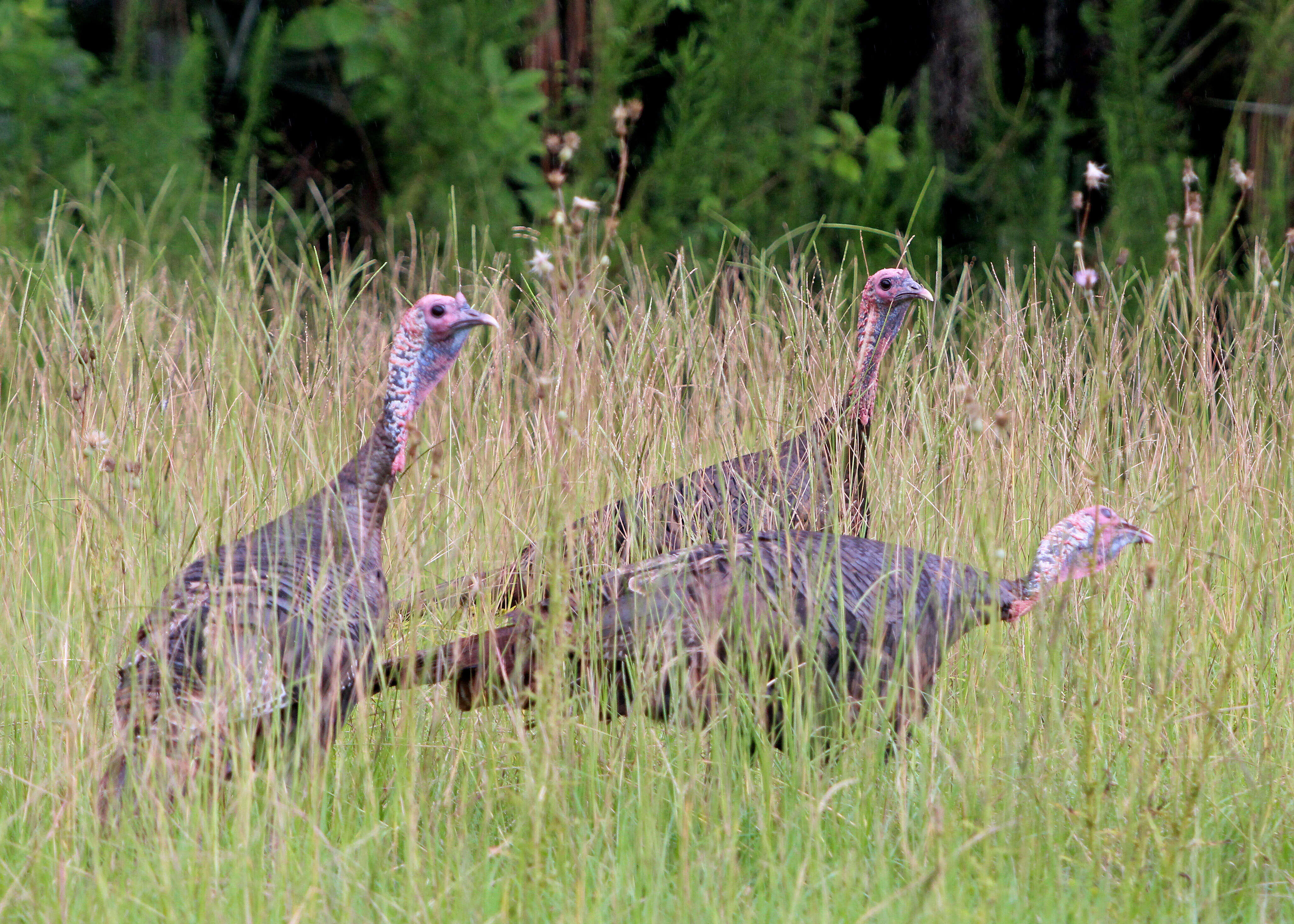 Imagem de Meleagris gallopavo Linnaeus 1758