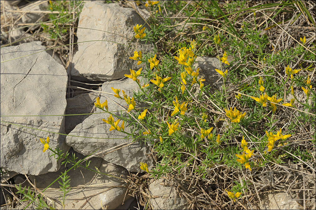 صورة Genista sylvestris subsp. dalmatica (Bartl.) H. Lindb.