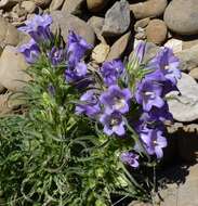 Image of Campanula speciosa Pourr.