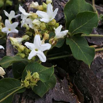 Image de Schubertia grandiflora Mart. ex Zucc.