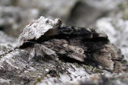 Acronicta alni Linnaeus 1767 resmi