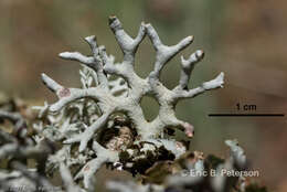 Image of Forked tube lichen