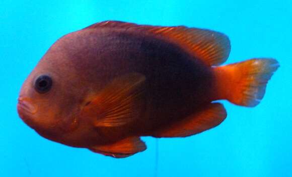 Image of Red saddleback anemonefish