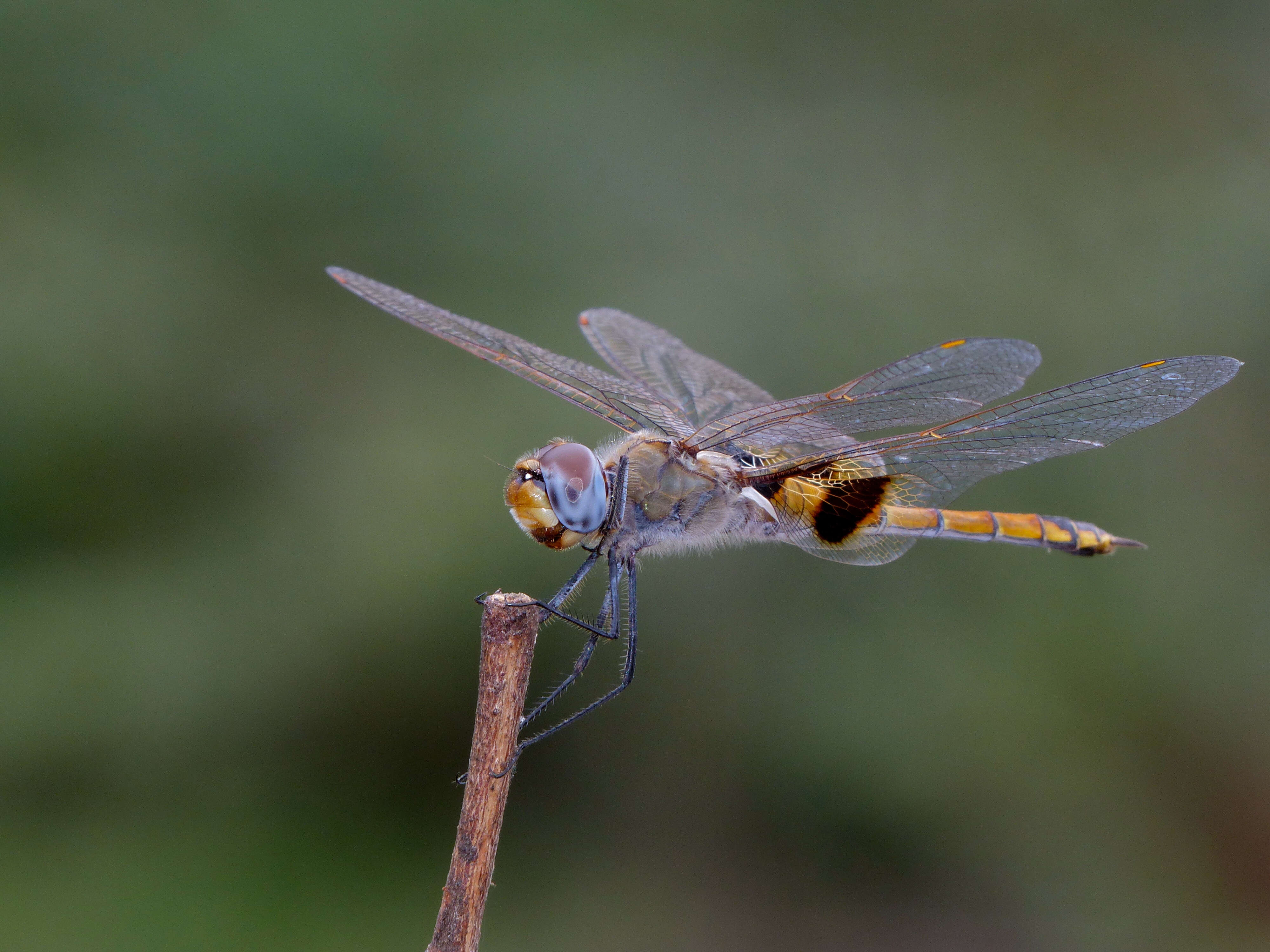 Tramea basilaris (Palisot de Beauvois 1817) resmi