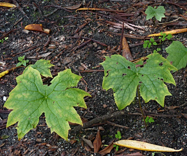 Image of American umbrellaleaf