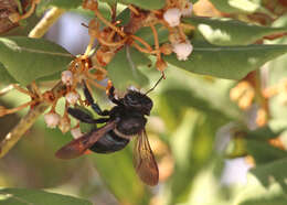 Image of Southern Carpenter Bee