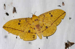 Eacles imperialis cacicus (Boisduval 1868)的圖片