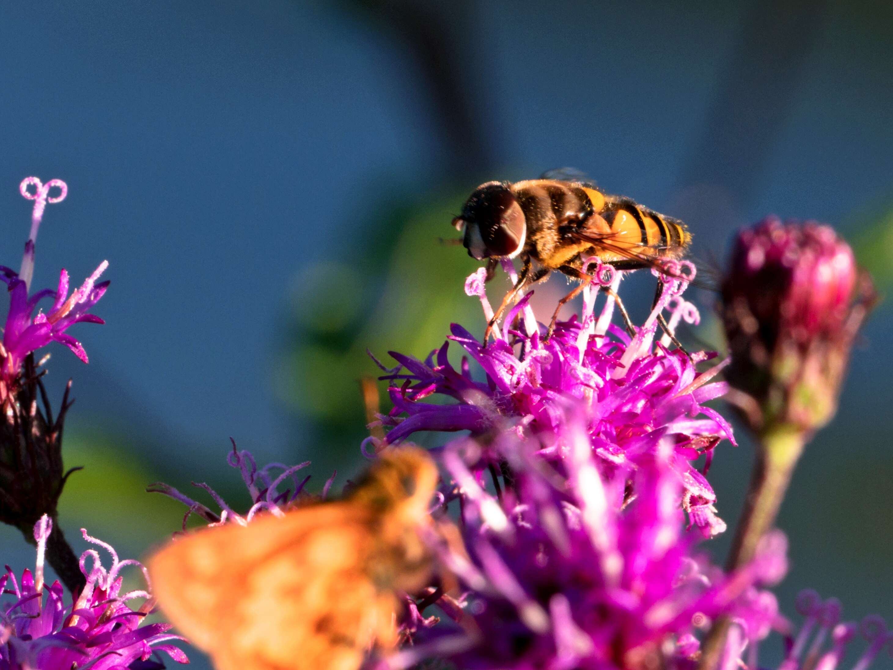 Слика од Eristalis transversa Wiedemann 1830