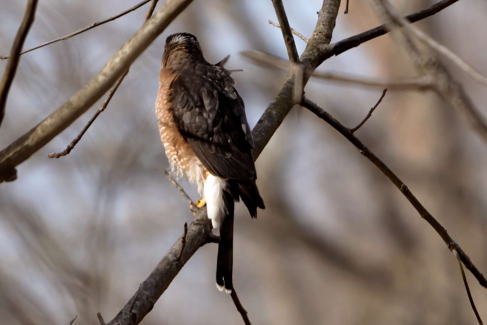 Image of Cooper's Hawk