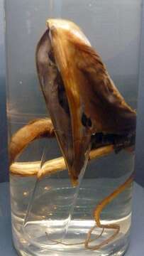 Image of pelican eels