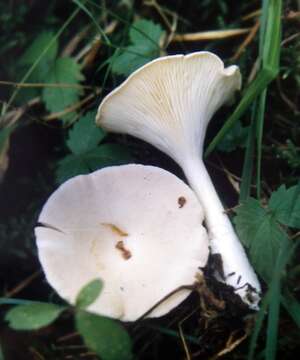 Image of funnel clitocybe